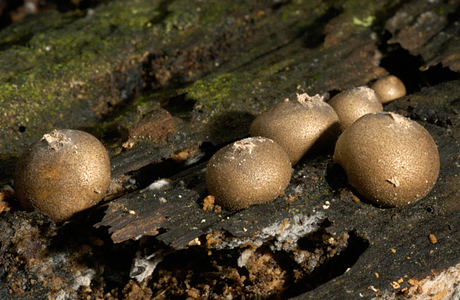 Blutmilchpilz (Lycogala epidendrum ) - © Heinz Prelicz Blutmilchpilz (Lycogala epidendrum ) - © Heinz Prelicz